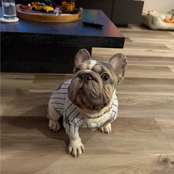 levithefrenchie